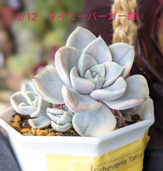 多肉植物 エケベリア 韓国苗 タイニーバーガー錦 美苗 斑入り子株付き ※5/12写真を差し替えました。