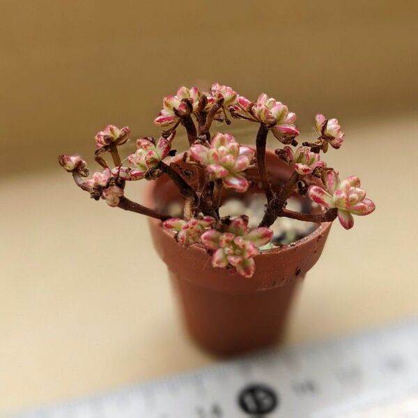多肉植物 アエオニウム 小人の祭り錦 1号鉢 抜き苗