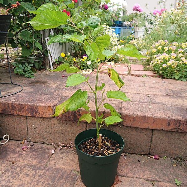 雲南マルベリー 桑 苗木 植木 5号 苗 苗木