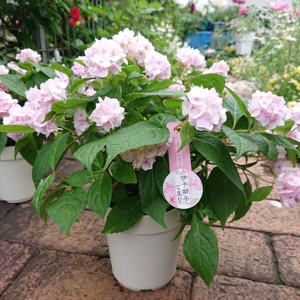 【伊予獅子てまり 】山紫陽花 アジサイ 紫陽花 花苗 苗木 吉岡麗子さん 4号鉢