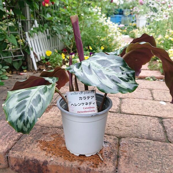 【カラテア ヘレンケネディ】 カラテア 観葉植物