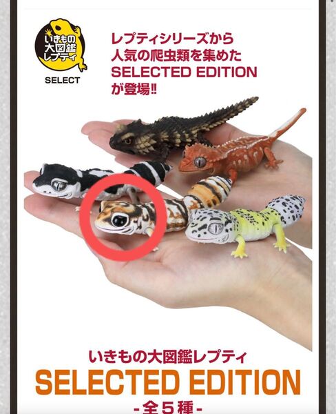 いきもの大図鑑 ニシアフリカトカゲモドキ カプセルトイ ニシアフ