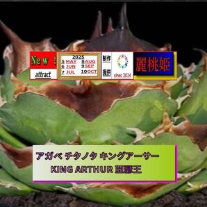 キングア−サ−/亞瑟王/ チタノタ/激安/発根済/