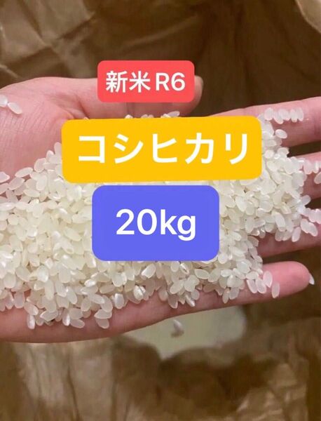 広島 コシヒカリ 玄米 20kg お米