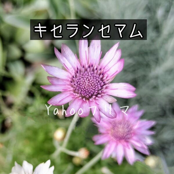 キセランセマム 花の種 40粒