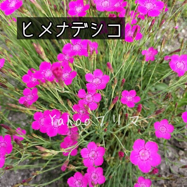 ヒメナデシコ 花の種 500粒以上