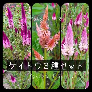 ケイトウ 花の種 3種セット 計400粒以上