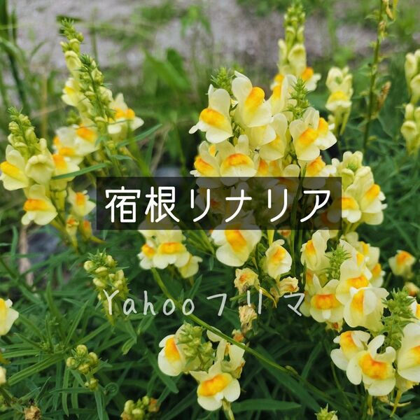 宿根リナリア 花の種 200粒位