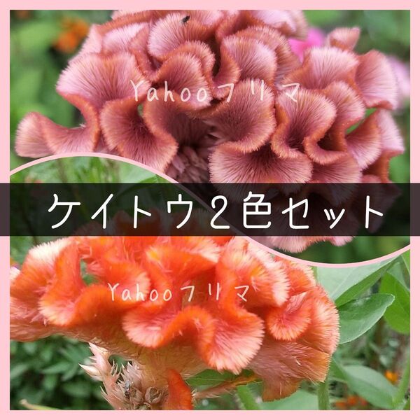 とさかケイトウ 花の種2色セット 計200粒以上