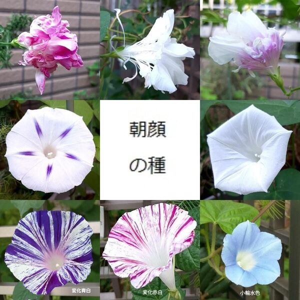 朝顔8種の種のセット 選べるおまけ付き