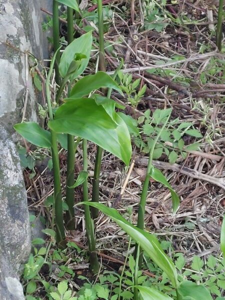 ミョウガの苗 6本