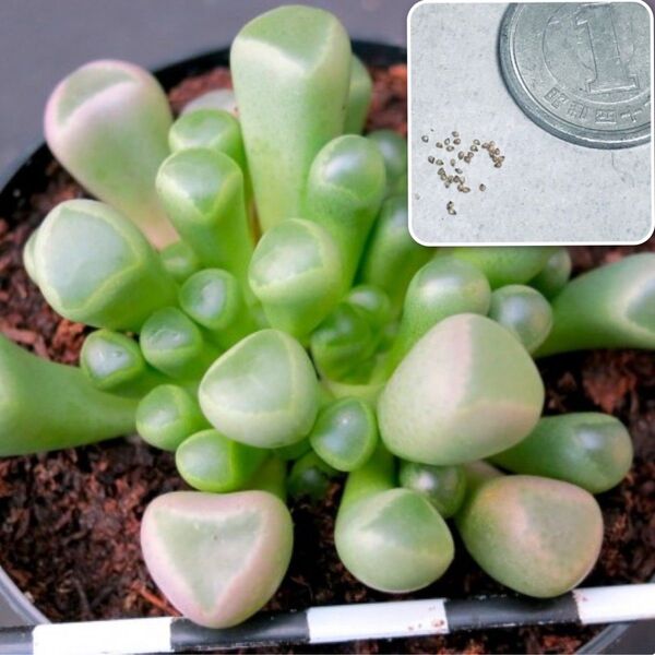 種10粒 フィネストラリア ロパロフィラ 多肉植物 種子