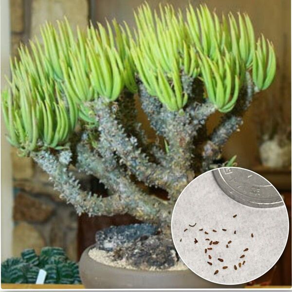 種10粒 チレコドン ワリチー 奇峰錦 多肉植物 種子