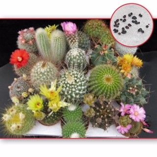 種20粒 サボテンミックス 多肉植物 種子