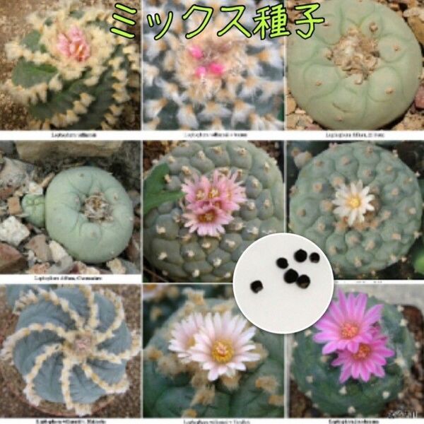 種10粒 ロホホラ ミックス ロフォフォラ サボテン 多肉植物 種子