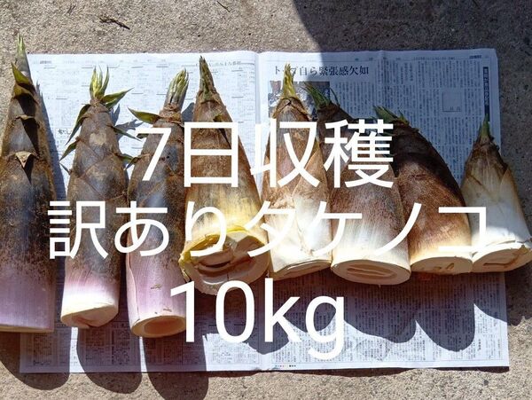 たけのこ 7日収穫 10kg 当日発送 タケノコ 筍 新鮮 掘りたて発送 訳あり①