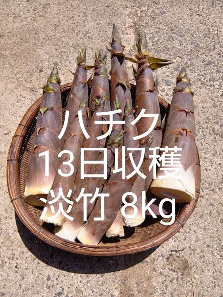 四万十川上流 淡竹 はちく ハチク 13日収穫 破竹 たけのこ 採れたて 新鮮 8kg 無農薬 当日発送