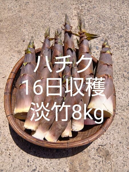 淡竹 ハチク 16日収穫 8kg 破竹 はちく たけのこ 採れたて 新鮮 無農薬 当日発送 四万十川上流