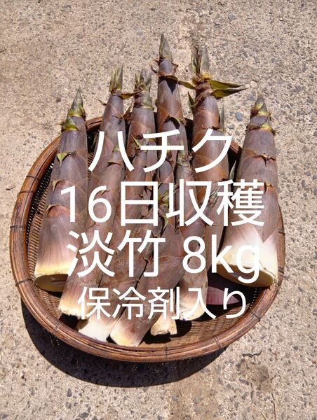 淡竹 ハチク 16日収穫 8kg 保冷剤付き 破竹 はちく たけのこ 新鮮 無農薬 当日発送 四万十川上流