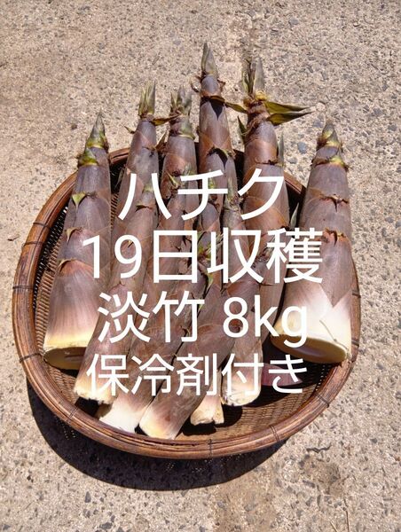 淡竹 ハチク 19日収穫 8kg 破竹 はちく たけのこ 採れたて 新鮮 無農薬 当日発送 四万十川上流②