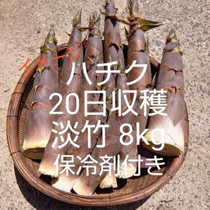 淡竹 ハチク 20日収穫 8kg 保冷剤付き 破竹 はちく たけのこ 採れたて 新鮮 無農薬 当日発送 四万十川上流