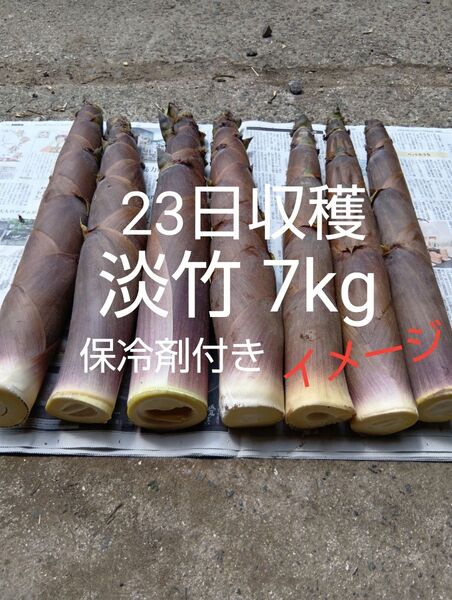 淡竹 ハチク 23日収穫 7kg 保冷剤付き 破竹 はちく たけのこ 無農薬 四万十川上流①