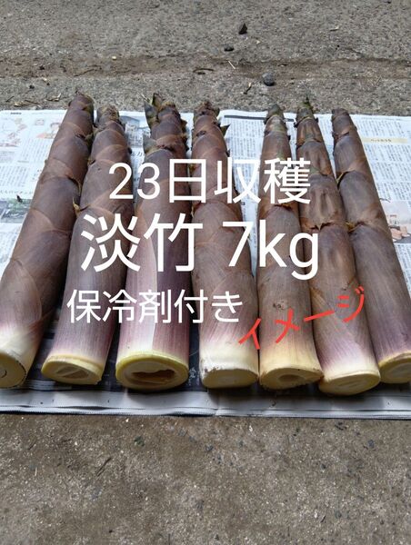 淡竹 ハチク 23日収穫 7kg 保冷剤付き 破竹 はちく たけのこ 無農薬 四万十川上流②