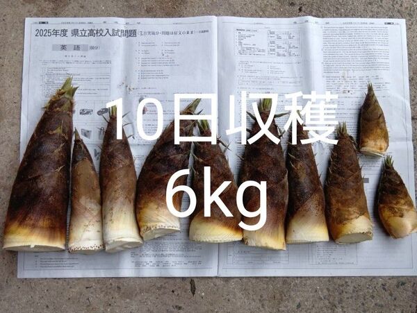 たけのこ 10日収穫 6kg 当日発送 タケノコ 筍 新鮮 掘りたて発送 ①