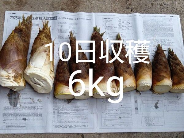 たけのこ 10日収穫 6kg 当日発送 タケノコ 筍 新鮮 掘りたて発送 ②