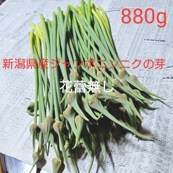 新潟県産ジャンボニンニクの芽 ジャンボにんにくの芽 8880g おつまみ 中華食材 スタミナ食材