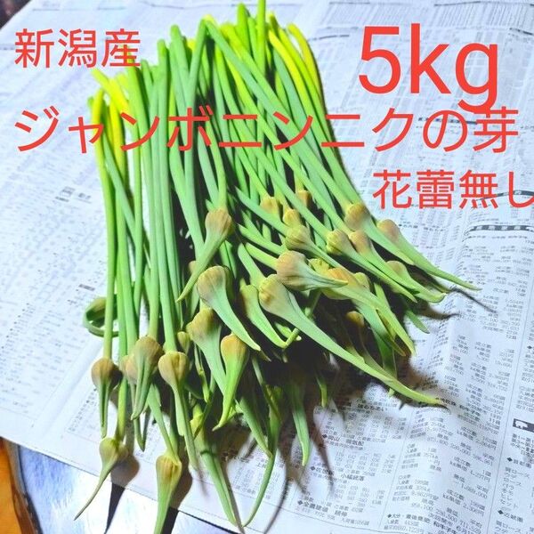 5kg 新潟県産 ジャンボニンニクの芽 ジャンボにんにくの芽 中華食材 スタミナ食材 おつまみ 低臭にんにく 国際ニンニク