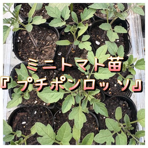 ミニトマト苗『プチポンロッソ』2株+予備1