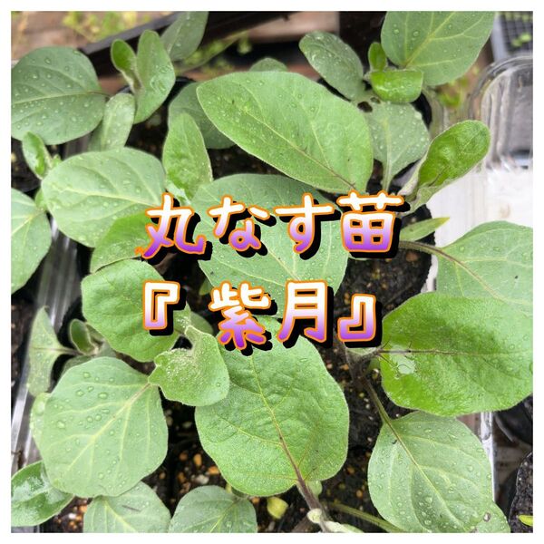 丸なす苗『紫月』2株+おまけ1