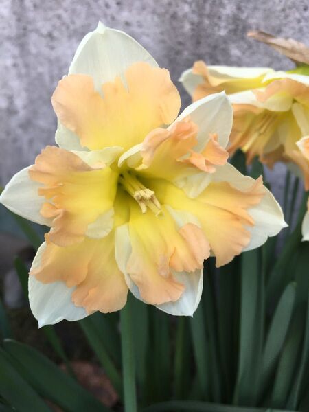 今年開花した球根 2球 バタフライ咲き 水仙 球根/スイセン球根
