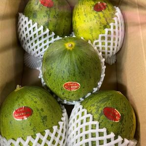 長崎産パパイヤメロン 5玉4.7キロ
