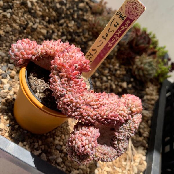 おらいさん苗 ミックスベリア 046 はじまりの花 綴化 札付き