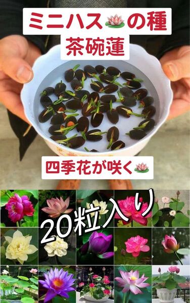 ミニハスの種 茶碗蓮 蓮子の種 ハスの種 混色 屋内外植付け可能 20粒入り 超お得な値段設定