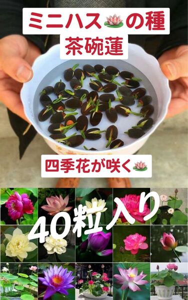 ミニハスの種 茶碗蓮 蓮子の種 ハスの種 混色 屋内外植付け可能 40粒入り 超お得な値段設定