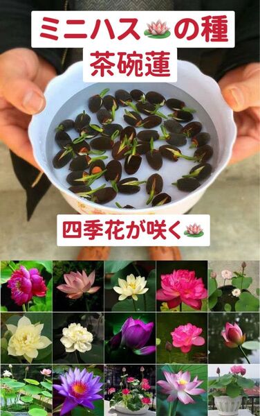 ミニハスの種 茶碗蓮 蓮子の種 ハスの種 混色 屋内外植付け可能 10粒入り 超お得な値段設定