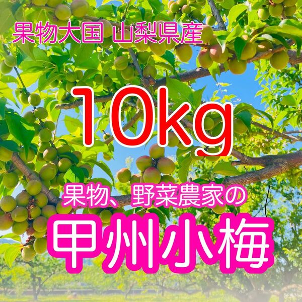 【お値下げしました!!】【予約販売】甲州小梅 10kg 山梨県産 小梅 青梅