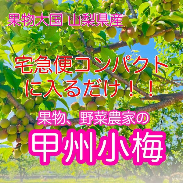 【予約販売】甲州小梅 宅急便コンパクトに入るだけ 小梅 青梅 手もぎ