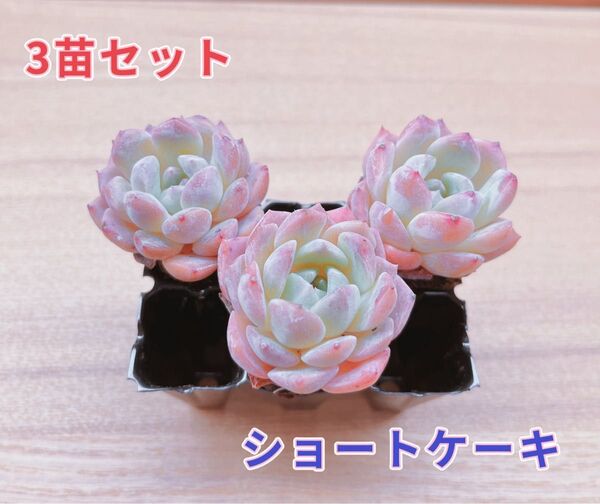 【レア品種】☆ショートケーキ☆多肉植物3苗セット 韓国苗