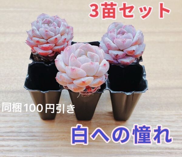 【レア品種】☆白への憧れ☆土・根付き多肉植物3苗セット 韓国苗