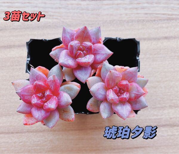 【レア品種】☆琥珀夕影☆土・根付き多肉植物3苗セット 韓国苗