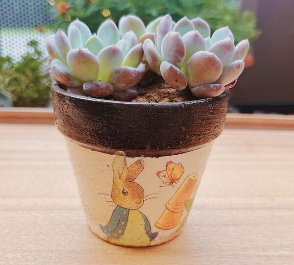 【レア品種】50円値下げ☆ピンクジェニー☆ 多肉植物 韓国苗 3苗セット