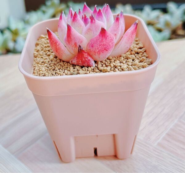【レア品種】☆チワワエンシス☆多肉植物1苗 発根済み