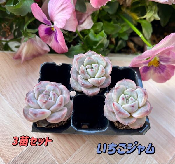 【レア品種】☆いちごジャム☆土・根付き多肉植物3苗セット 韓国苗
