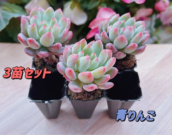 【レア品種】☆青りんご☆土・根付き多肉植物3苗セット 韓国苗
