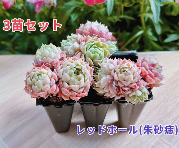 【レア品種】☆レッドホール(朱砂痣)☆土・根付き多肉植物3苗セット 韓国苗