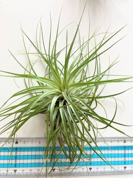 ティランジア エアプランツ ストリクタ Tillandsia